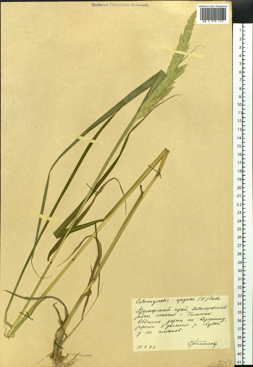 Calamagrostis epigejos (L.) Roth, Siberia, Russian Far East (S6) (Russia)