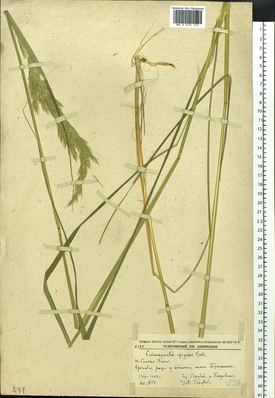 Calamagrostis epigejos (L.) Roth, Siberia, Russian Far East (S6) (Russia)