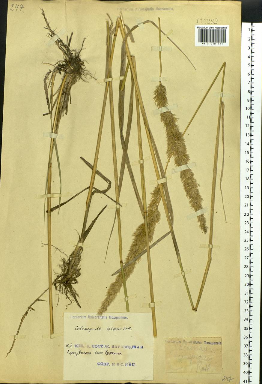 Calamagrostis epigejos (L.) Roth, Siberia, Russian Far East (S6) (Russia)