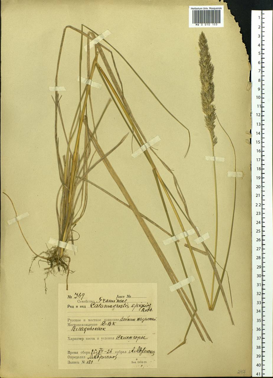 Calamagrostis epigejos (L.) Roth, Siberia, Russian Far East (S6) (Russia)