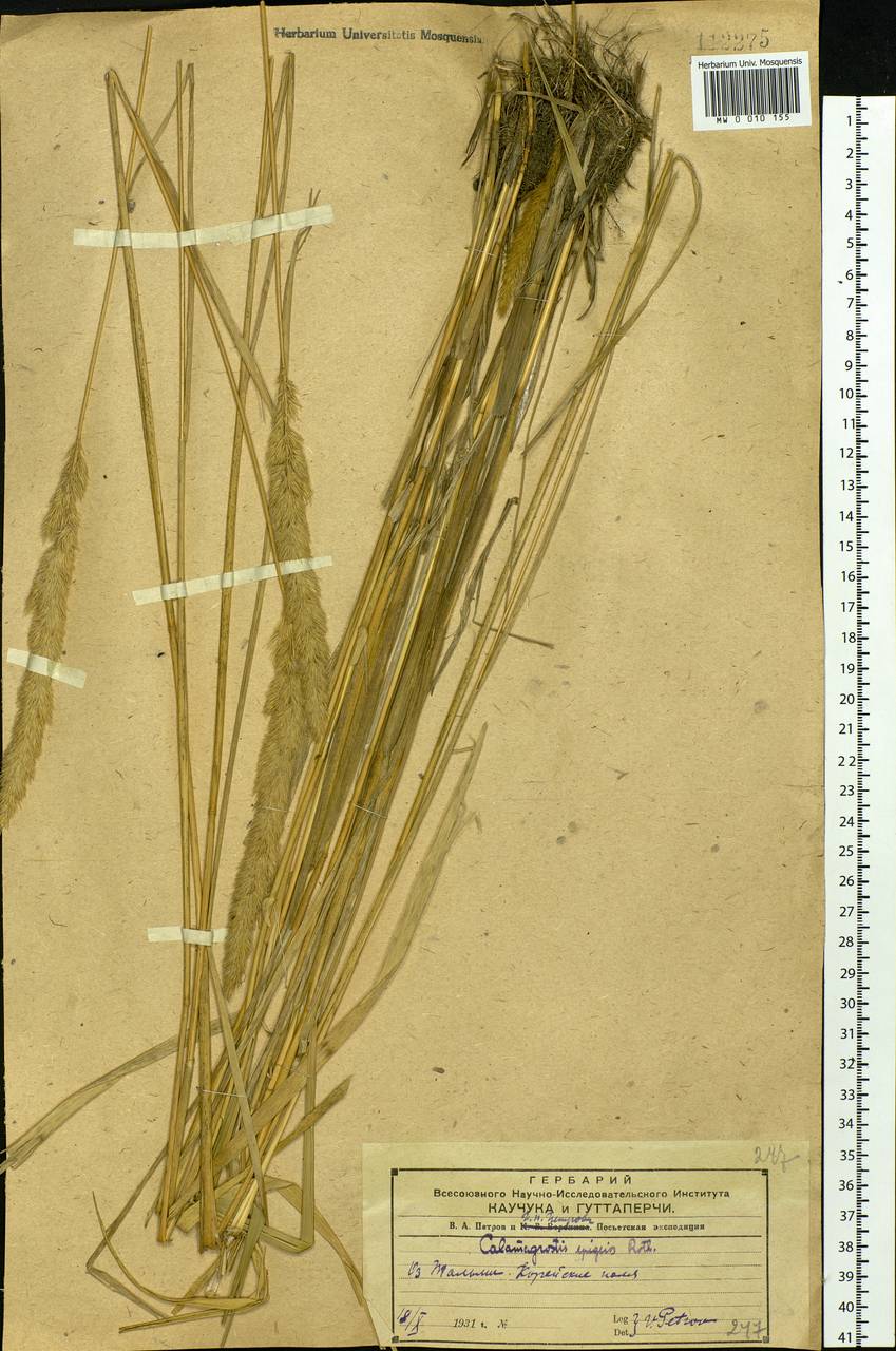 Calamagrostis epigejos (L.) Roth, Siberia, Russian Far East (S6) (Russia)