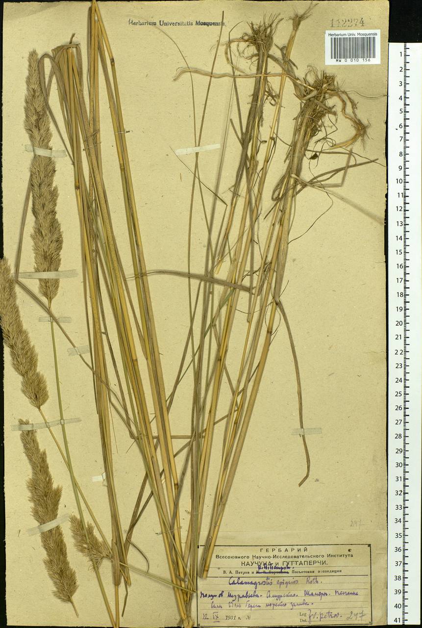 Calamagrostis epigejos (L.) Roth, Siberia, Russian Far East (S6) (Russia)