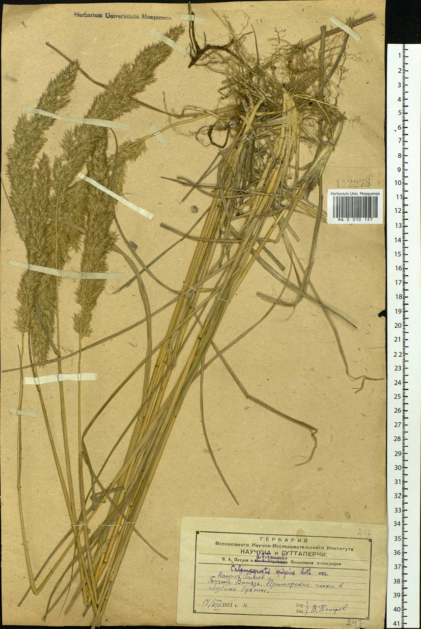 Calamagrostis epigejos (L.) Roth, Siberia, Russian Far East (S6) (Russia)