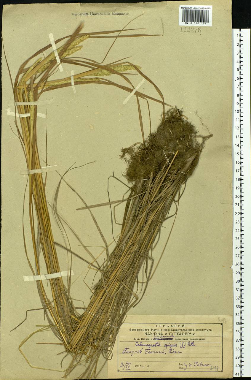 Calamagrostis epigejos (L.) Roth, Siberia, Russian Far East (S6) (Russia)