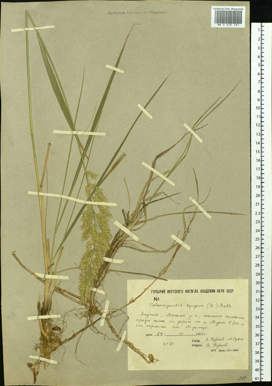 Calamagrostis epigejos (L.) Roth, Siberia, Yakutia (S5) (Russia)