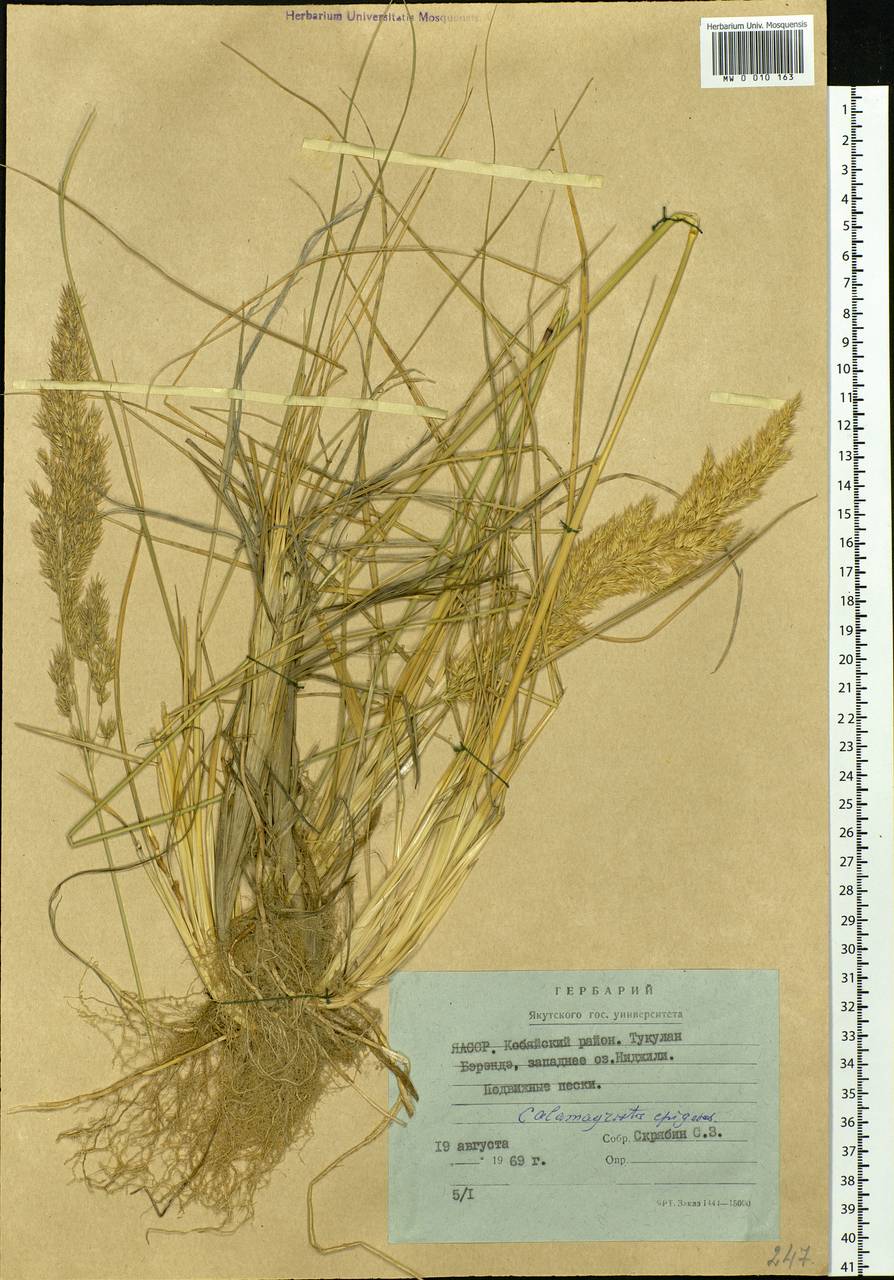 Calamagrostis epigejos (L.) Roth, Siberia, Yakutia (S5) (Russia)