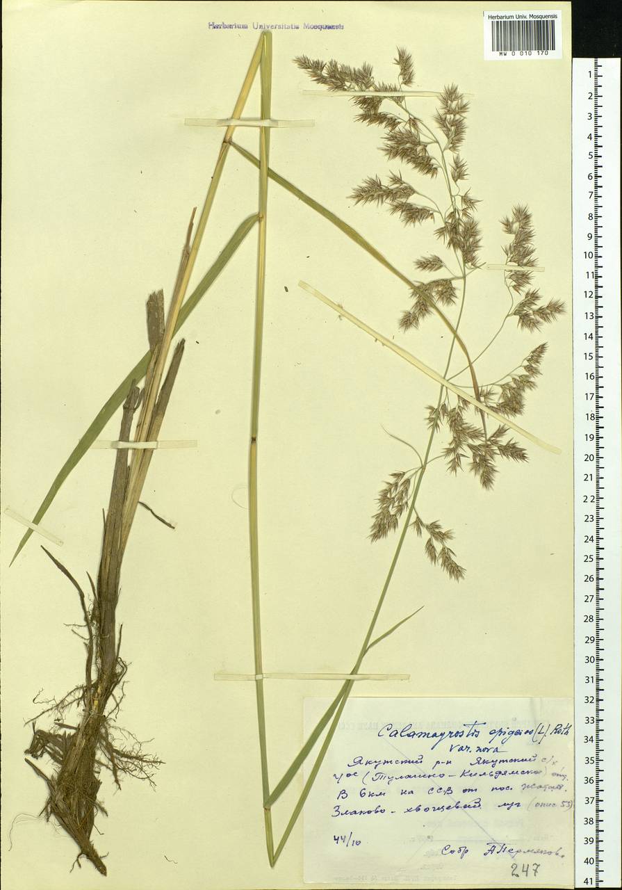 Calamagrostis epigejos (L.) Roth, Siberia, Yakutia (S5) (Russia)