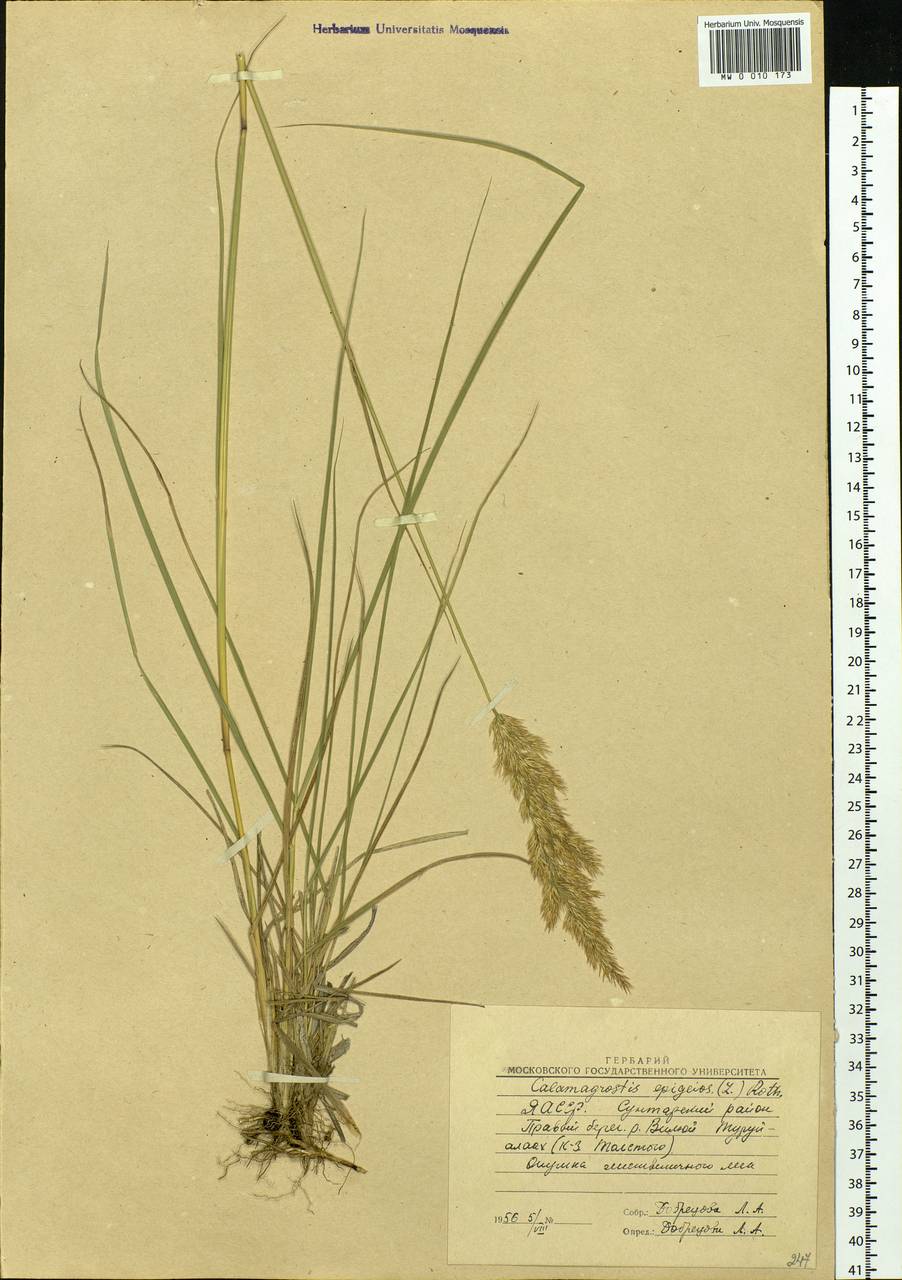 Calamagrostis epigejos (L.) Roth, Siberia, Yakutia (S5) (Russia)