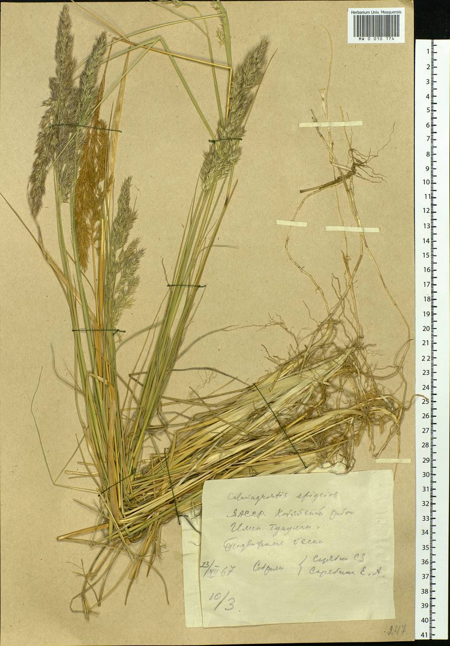Calamagrostis epigejos (L.) Roth, Siberia, Yakutia (S5) (Russia)