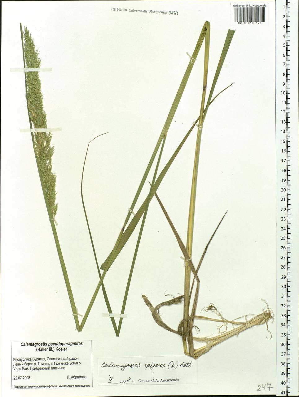 Calamagrostis epigejos (L.) Roth, Siberia, Baikal & Transbaikal region (S4) (Russia)