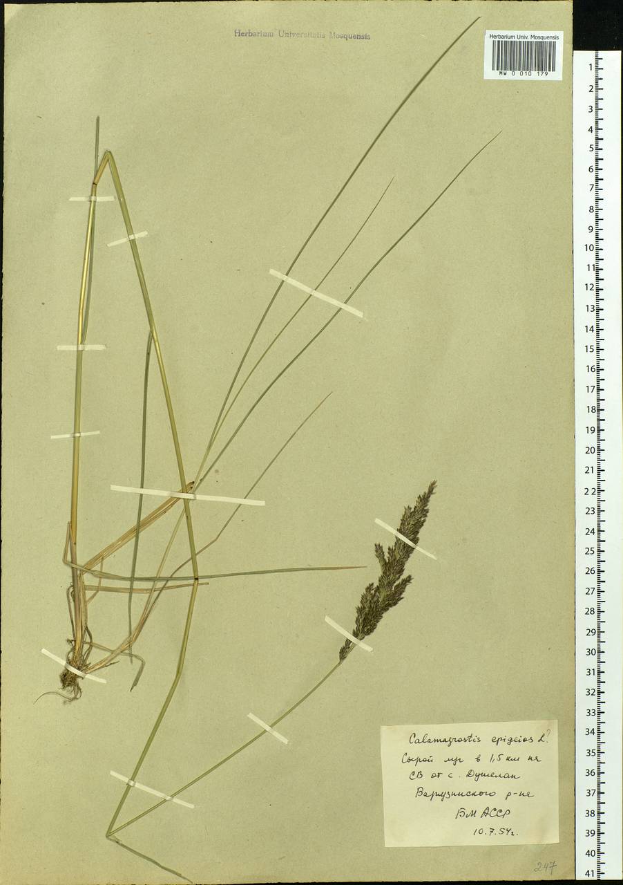 Calamagrostis epigejos (L.) Roth, Siberia, Baikal & Transbaikal region (S4) (Russia)