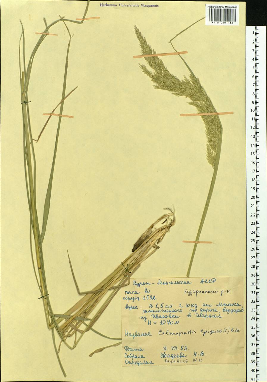 Calamagrostis epigejos (L.) Roth, Siberia, Baikal & Transbaikal region (S4) (Russia)