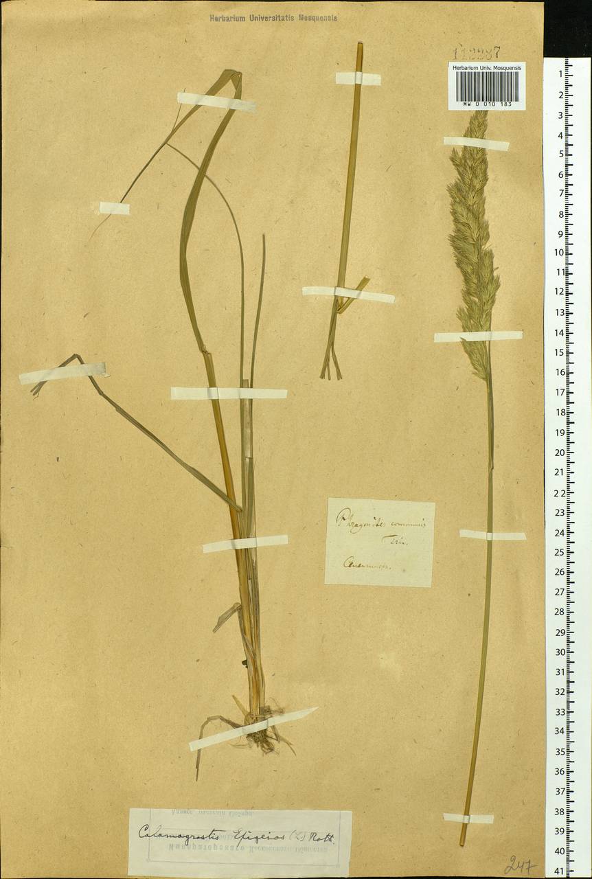 Calamagrostis epigejos (L.) Roth, Siberia, Baikal & Transbaikal region (S4) (Russia)