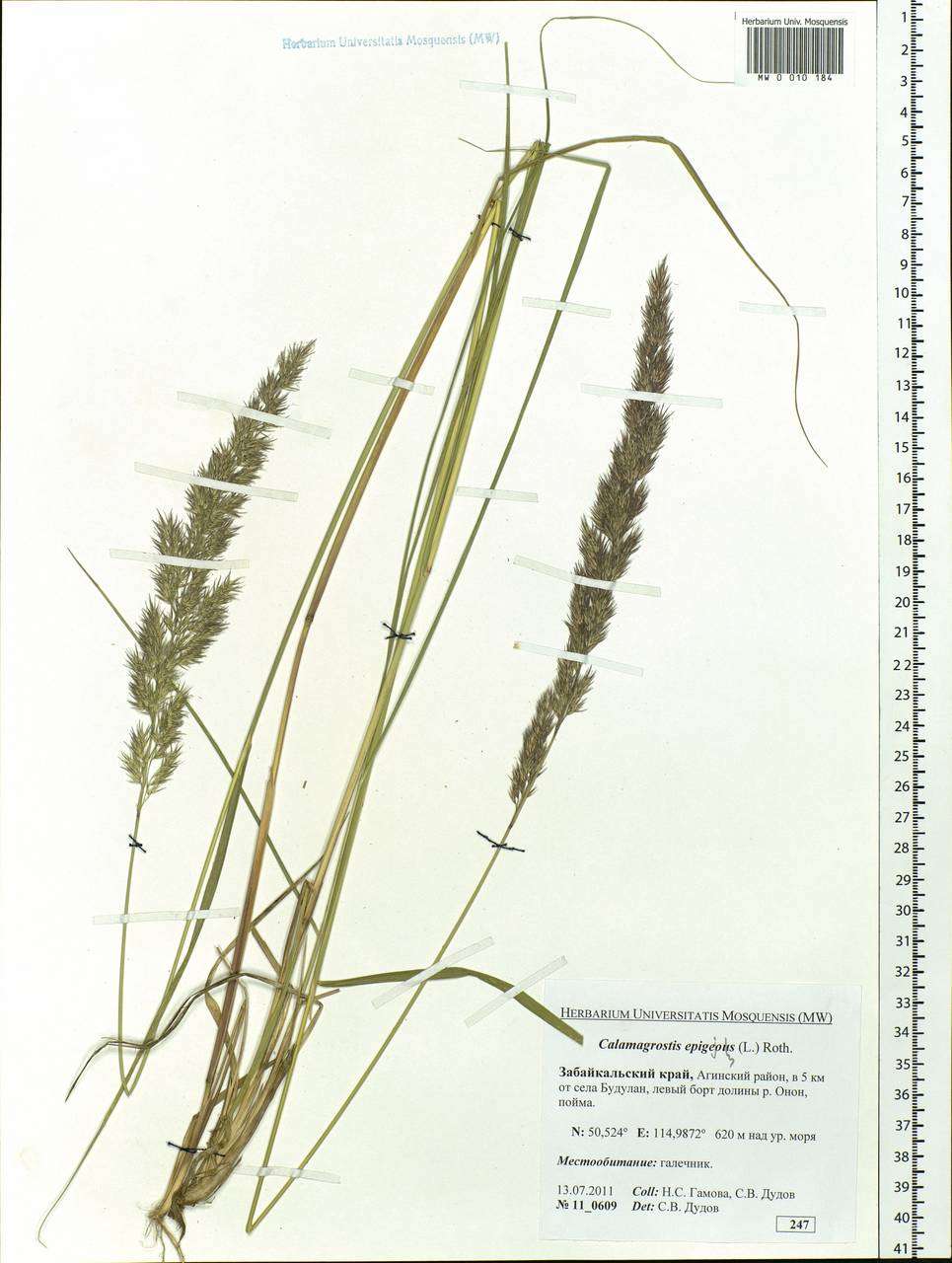Calamagrostis epigejos (L.) Roth, Siberia, Baikal & Transbaikal region (S4) (Russia)