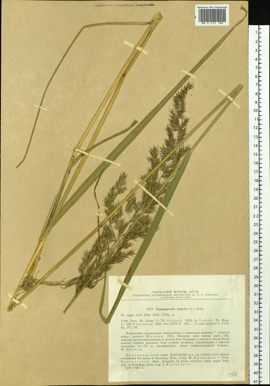 Calamagrostis epigejos (L.) Roth, Siberia, Central Siberia (S3) (Russia)