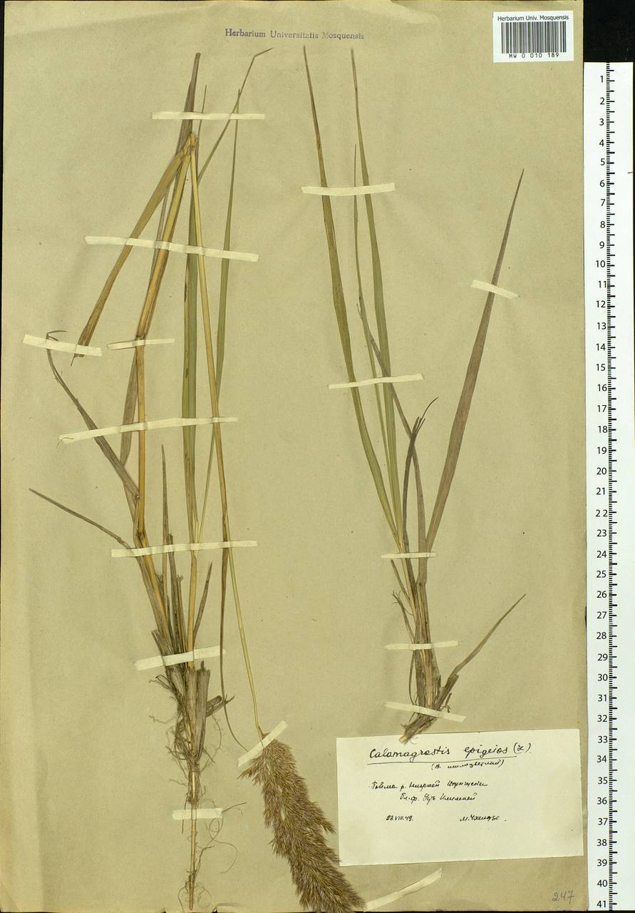 Calamagrostis epigejos (L.) Roth, Siberia, Central Siberia (S3) (Russia)