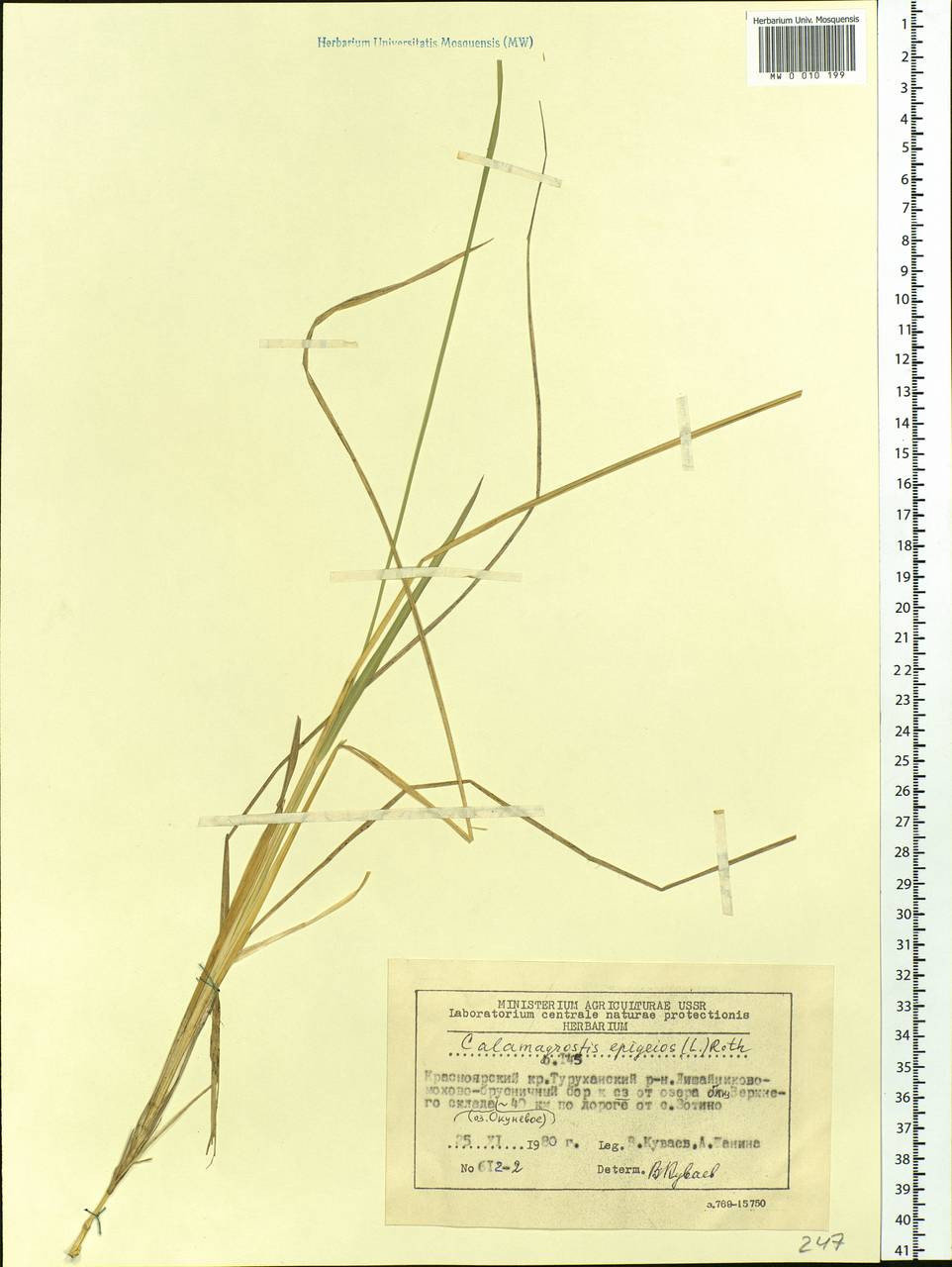 Calamagrostis epigejos (L.) Roth, Siberia, Central Siberia (S3) (Russia)
