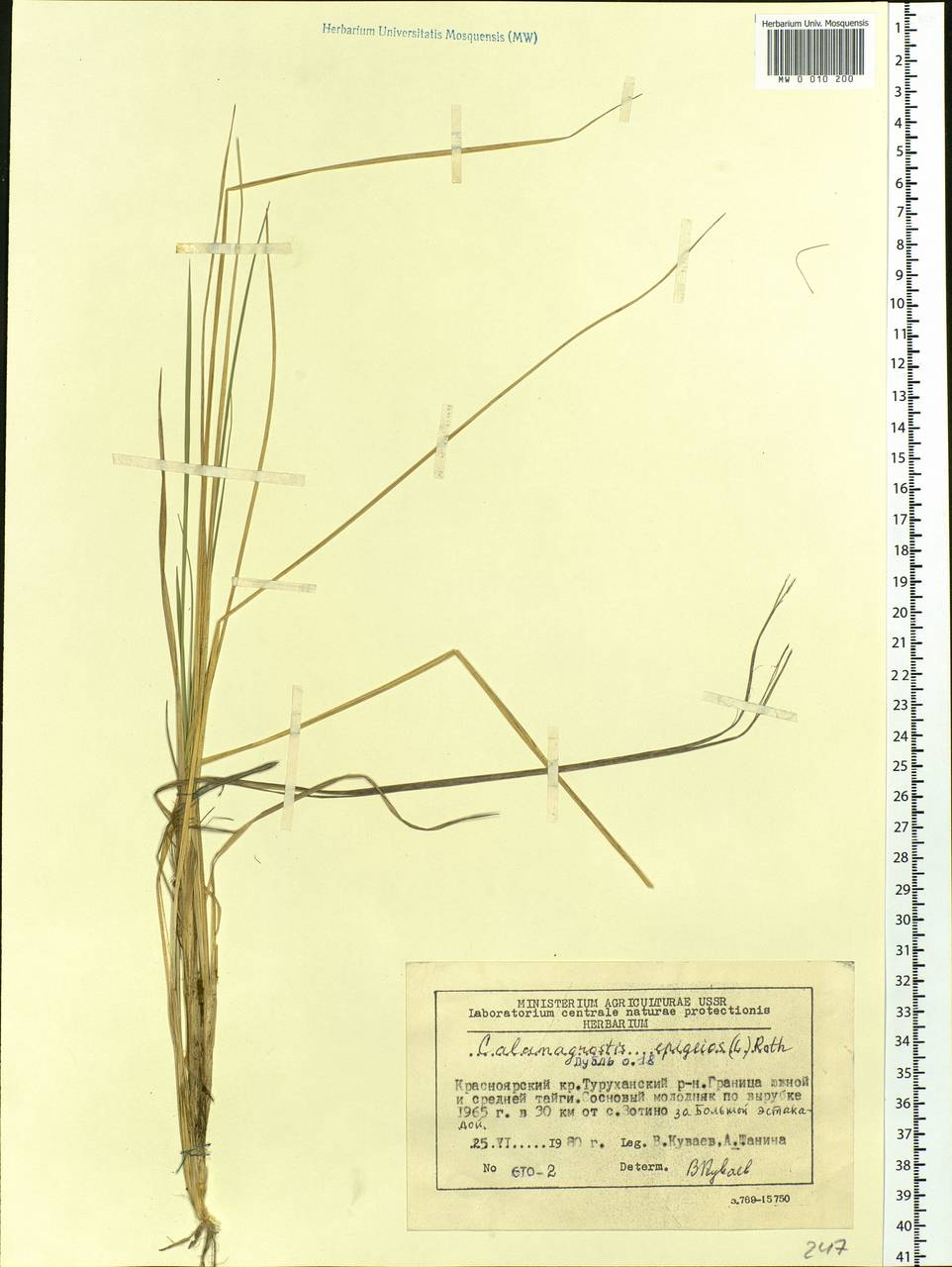 Calamagrostis epigejos (L.) Roth, Siberia, Central Siberia (S3) (Russia)