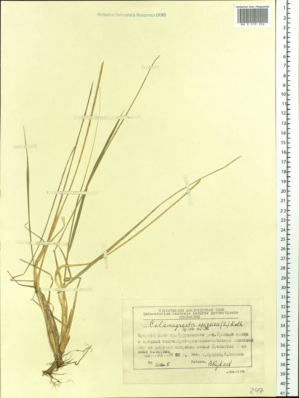 Calamagrostis epigejos (L.) Roth, Siberia, Central Siberia (S3) (Russia)