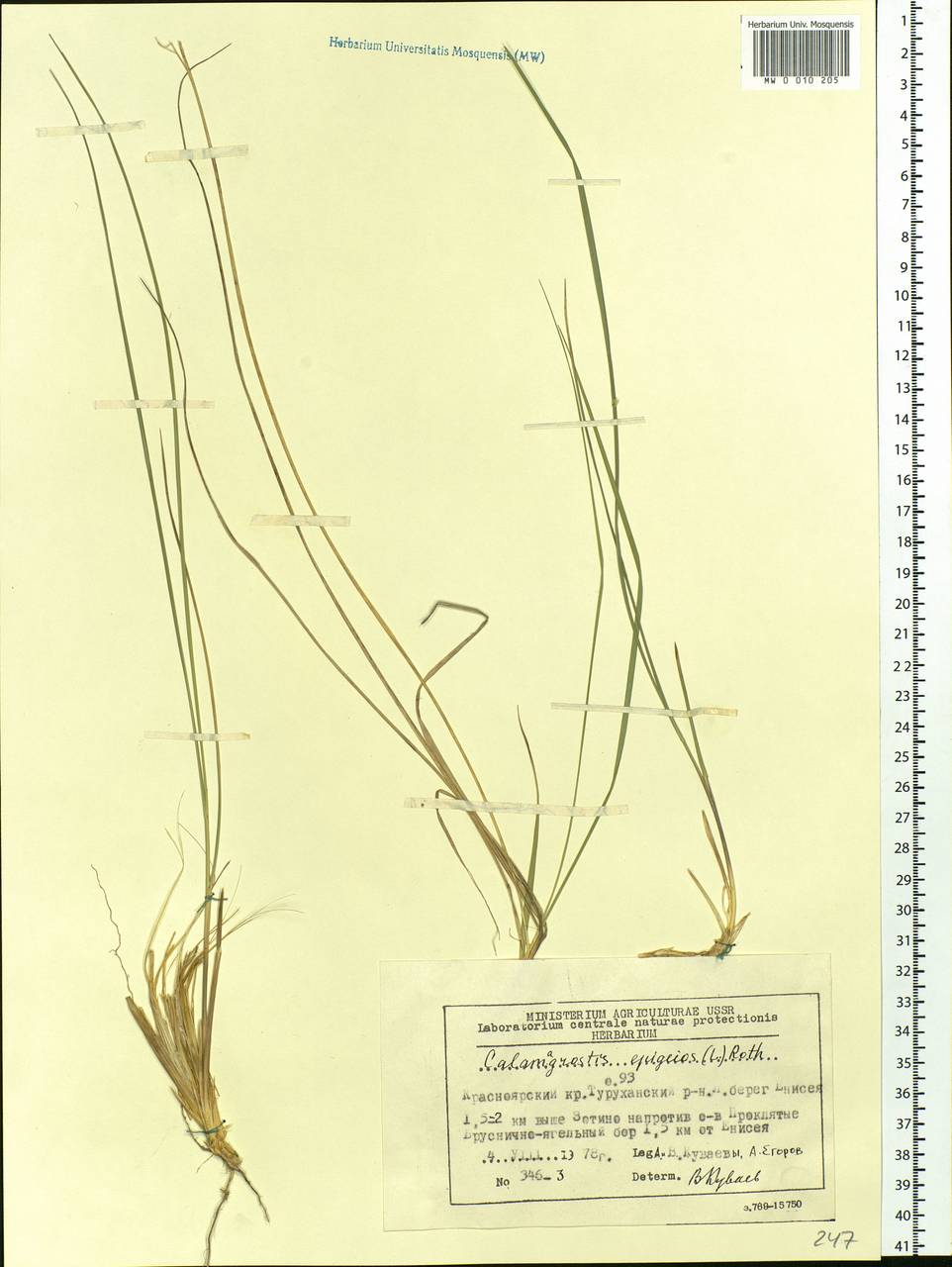Calamagrostis epigejos (L.) Roth, Siberia, Central Siberia (S3) (Russia)