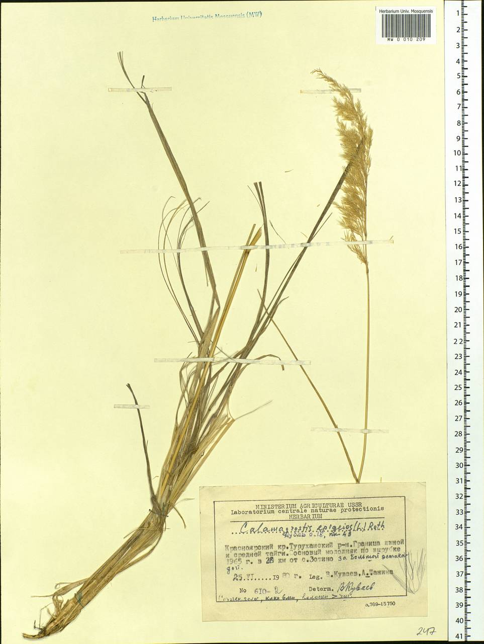 Calamagrostis epigejos (L.) Roth, Siberia, Central Siberia (S3) (Russia)