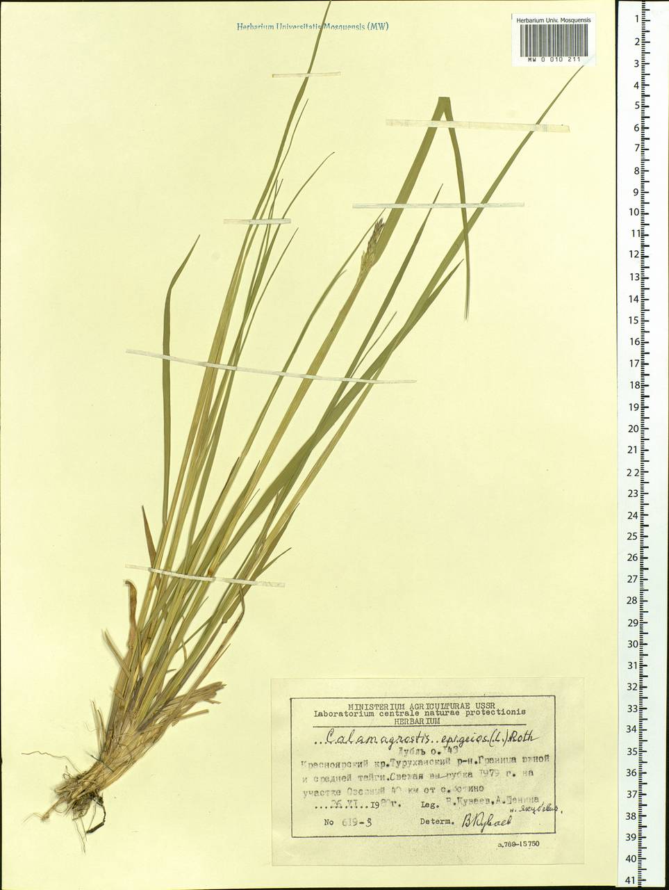 Calamagrostis epigejos (L.) Roth, Siberia, Central Siberia (S3) (Russia)