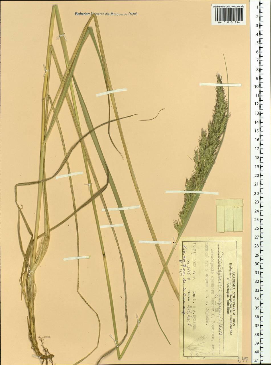 Calamagrostis epigejos (L.) Roth, Siberia, Central Siberia (S3) (Russia)
