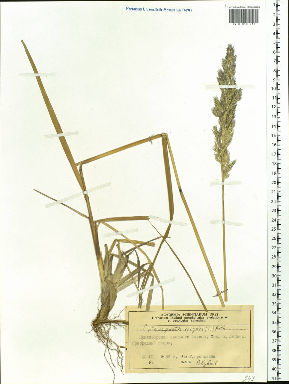 Calamagrostis epigejos (L.) Roth, Siberia, Central Siberia (S3) (Russia)