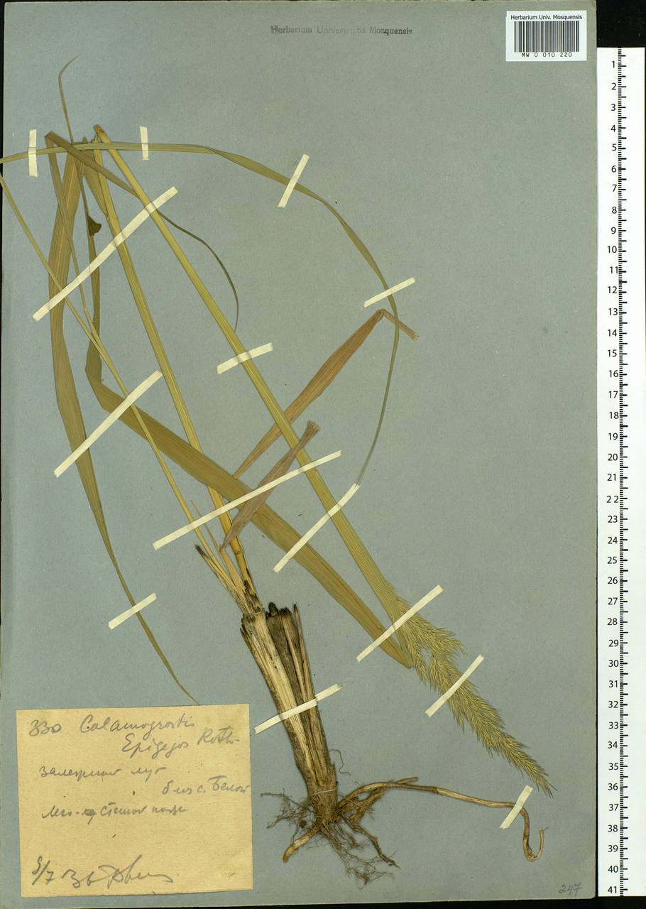 Calamagrostis epigejos (L.) Roth, Siberia, Western (Kazakhstan) Altai Mountains (S2a) (Kazakhstan)