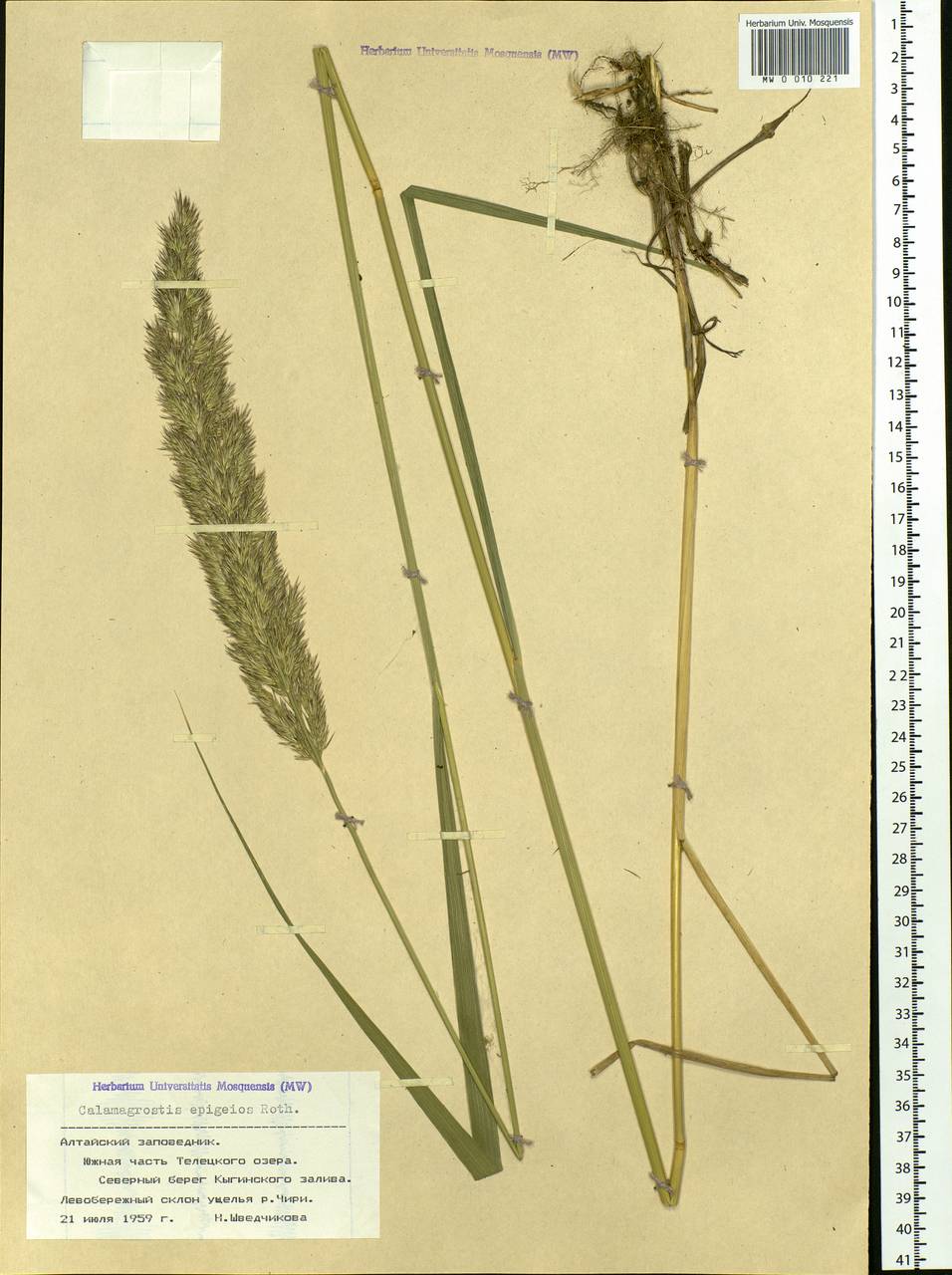 Calamagrostis epigejos (L.) Roth, Siberia, Altai & Sayany Mountains (S2) (Russia)