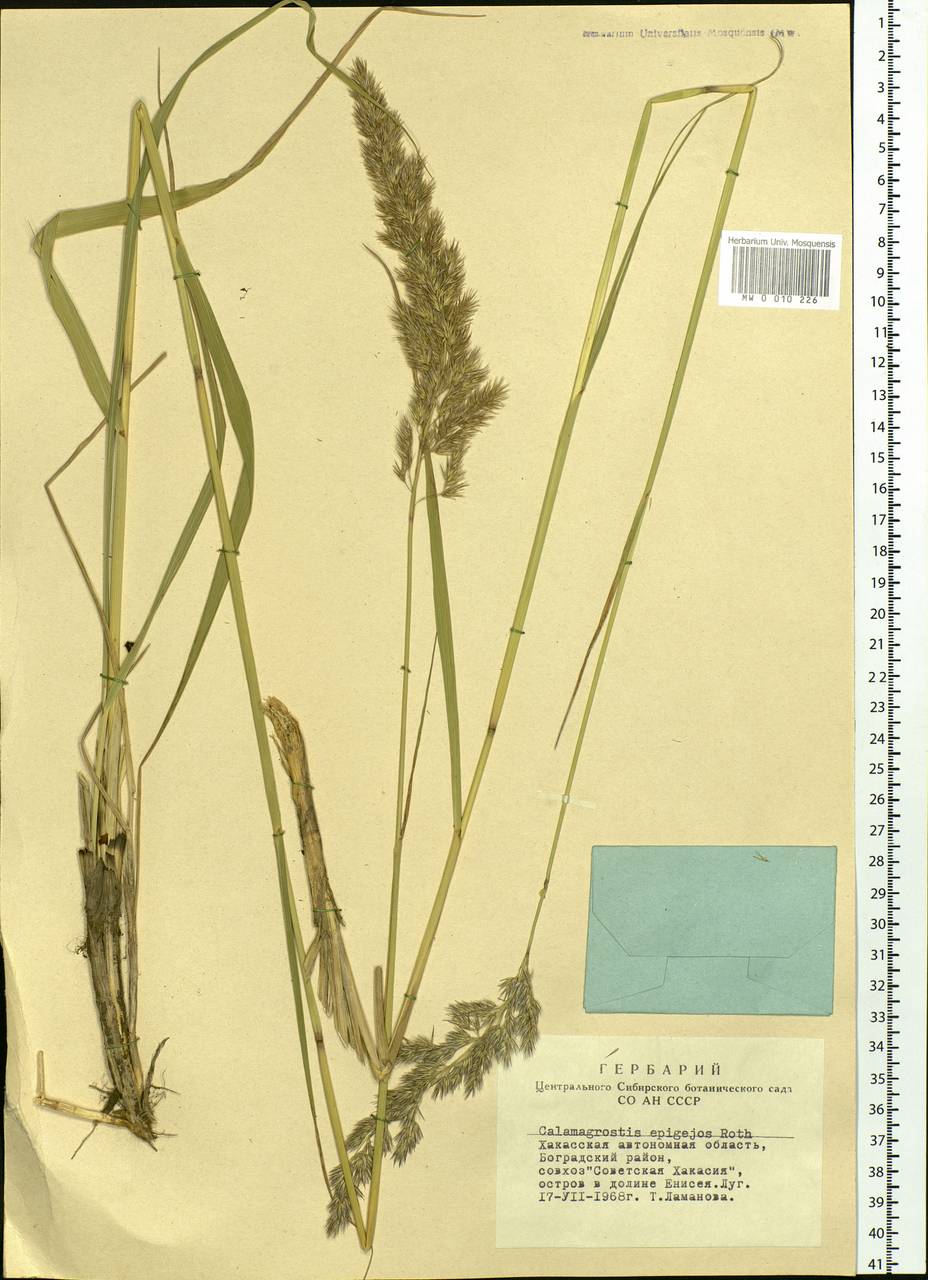 Calamagrostis epigejos (L.) Roth, Siberia, Altai & Sayany Mountains (S2) (Russia)