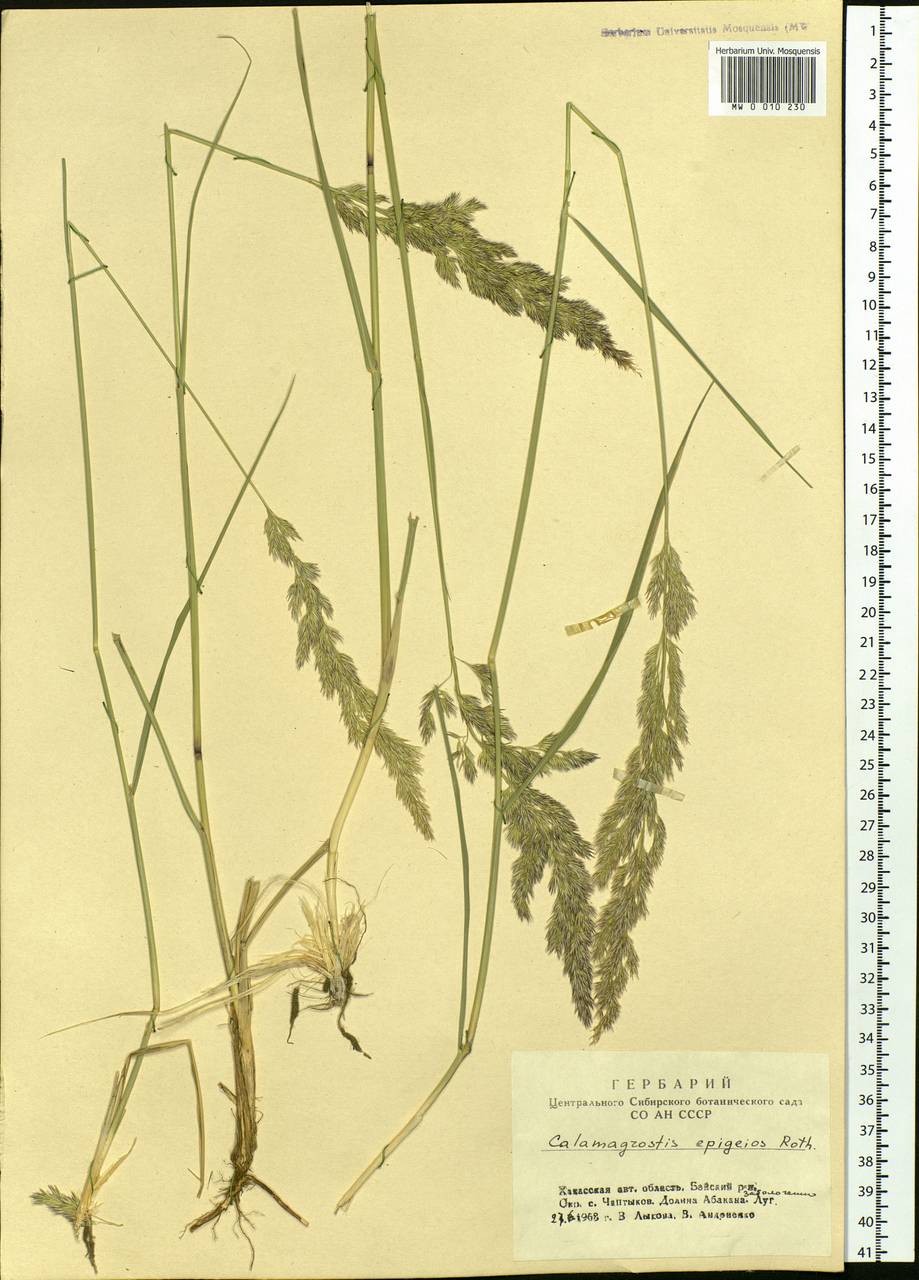 Calamagrostis epigejos (L.) Roth, Siberia, Altai & Sayany Mountains (S2) (Russia)