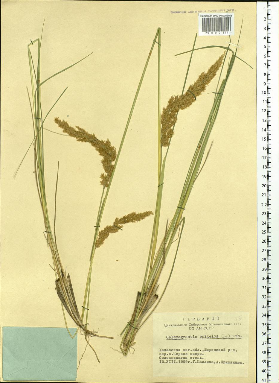 Calamagrostis epigejos (L.) Roth, Siberia, Altai & Sayany Mountains (S2) (Russia)