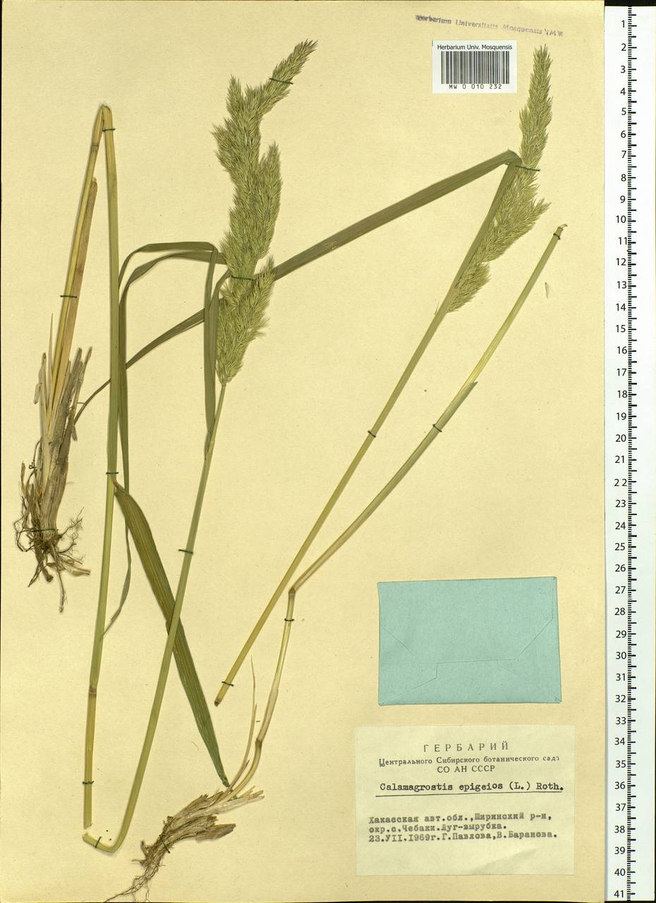 Calamagrostis epigejos (L.) Roth, Siberia, Altai & Sayany Mountains (S2) (Russia)