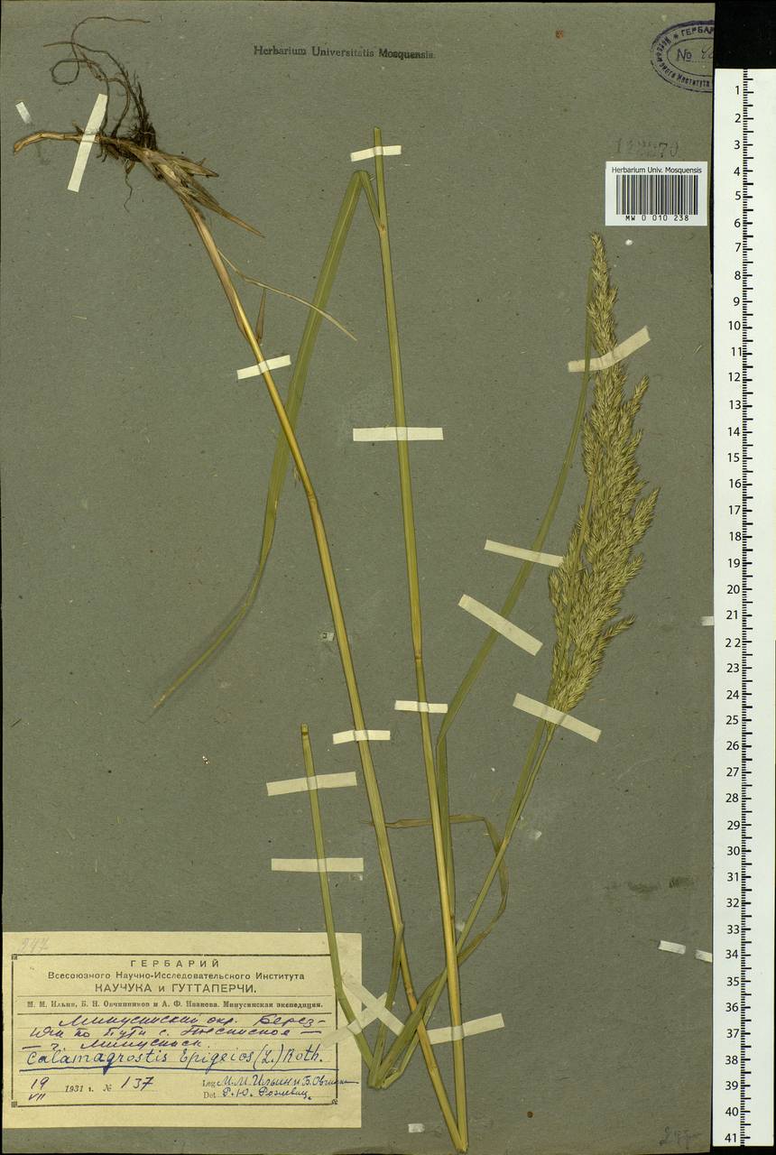 Calamagrostis epigejos (L.) Roth, Siberia, Altai & Sayany Mountains (S2) (Russia)