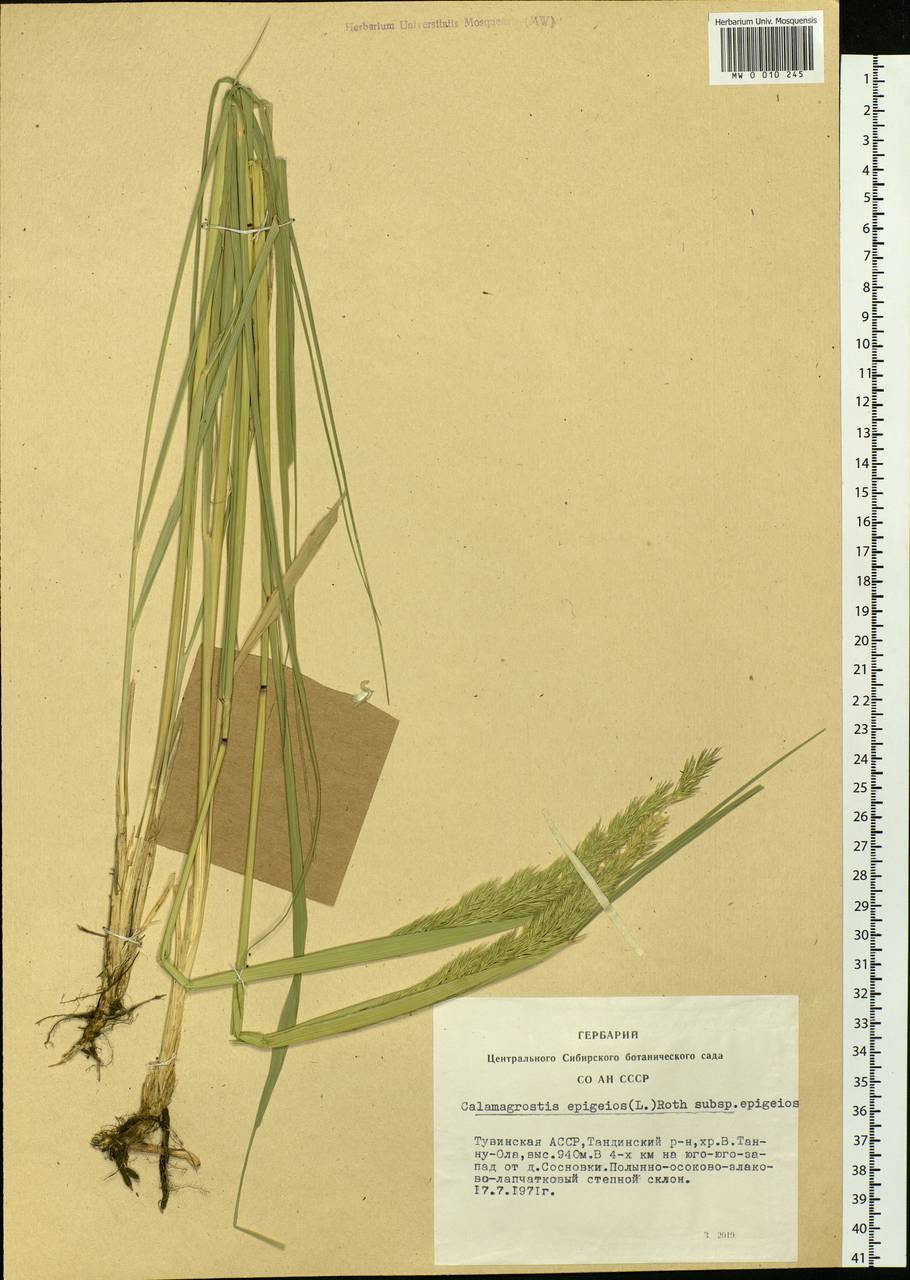 Calamagrostis epigejos (L.) Roth, Siberia, Altai & Sayany Mountains (S2) (Russia)