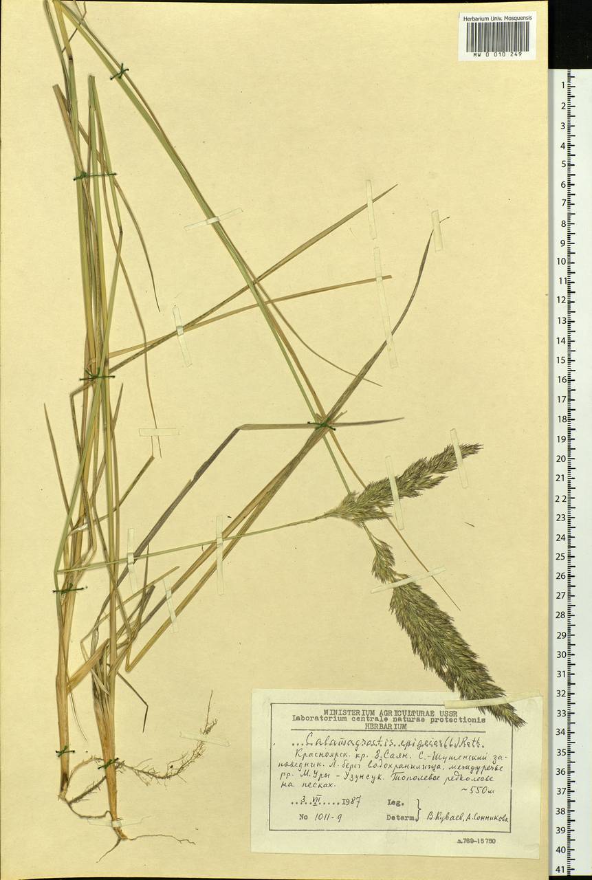 Calamagrostis epigejos (L.) Roth, Siberia, Altai & Sayany Mountains (S2) (Russia)