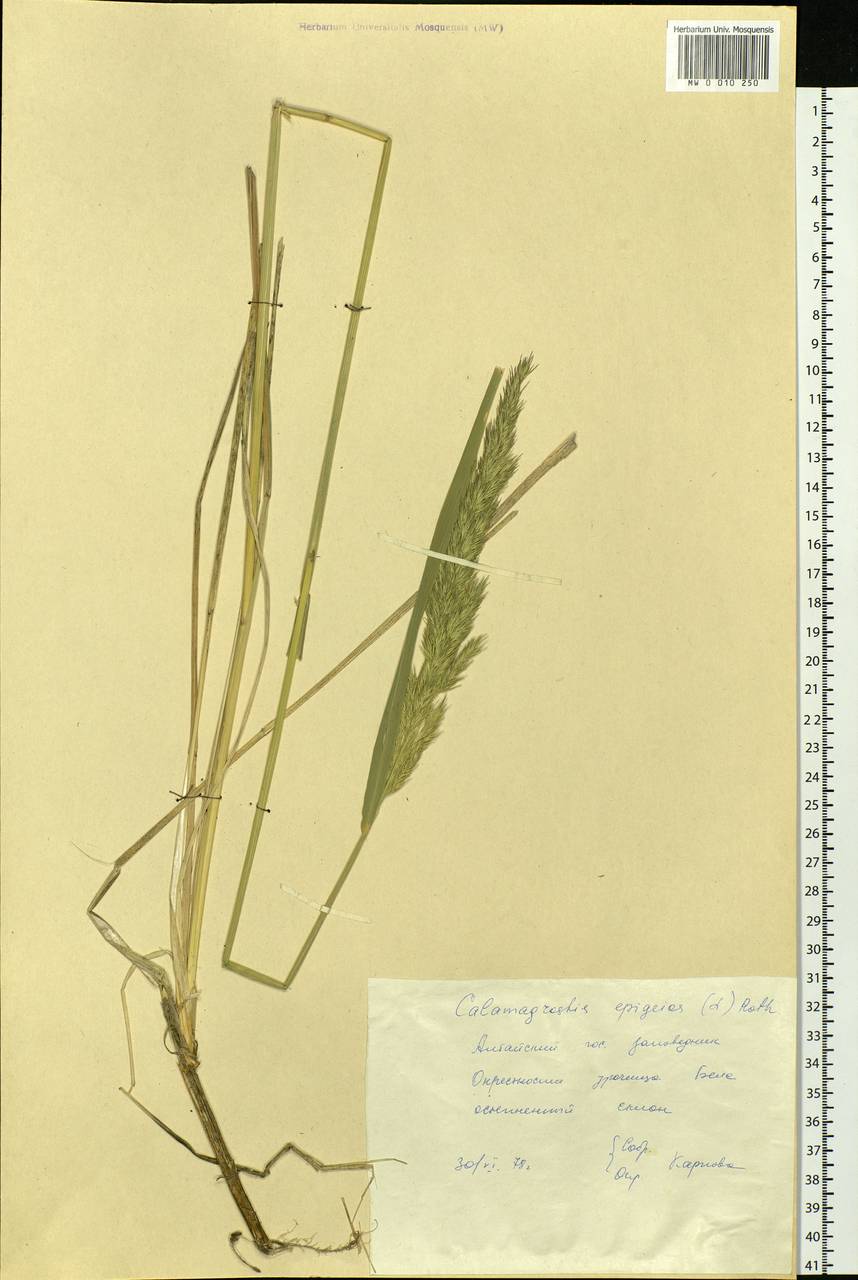 Calamagrostis epigejos (L.) Roth, Siberia, Altai & Sayany Mountains (S2) (Russia)