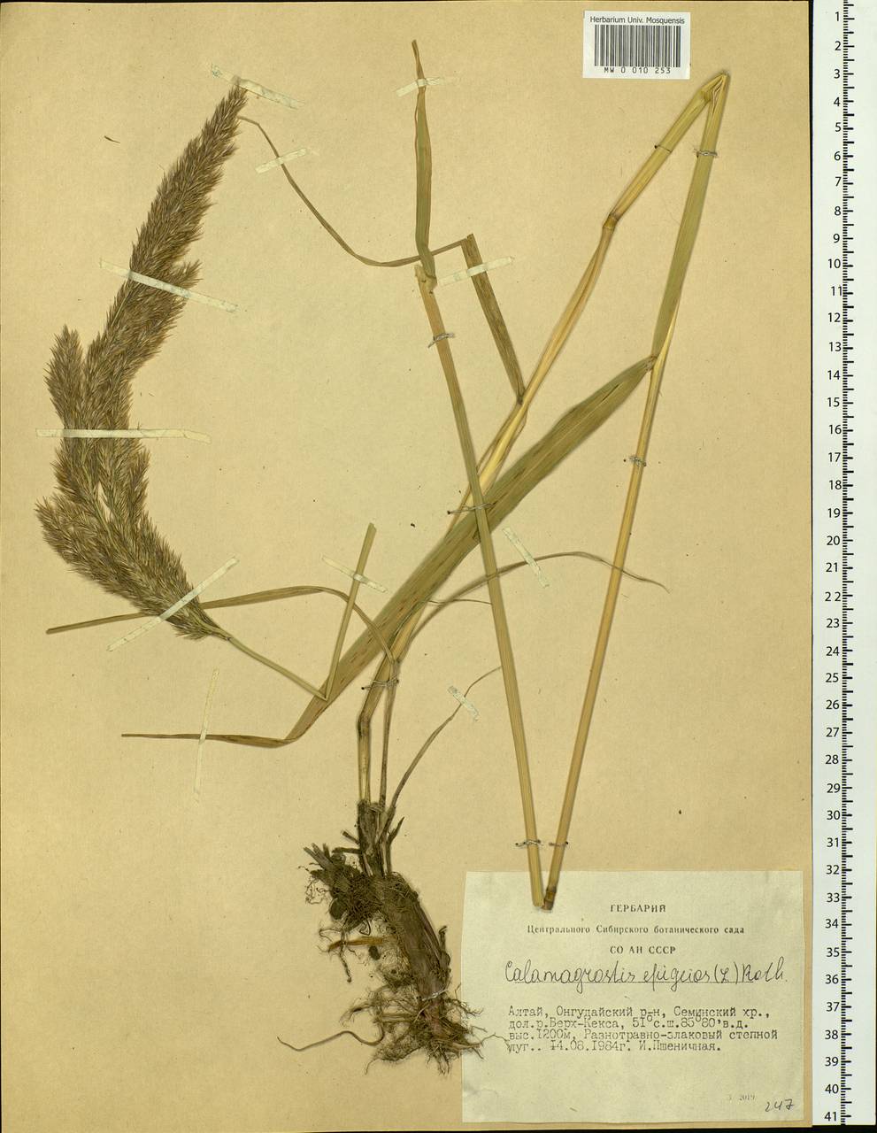 Calamagrostis epigejos (L.) Roth, Siberia, Altai & Sayany Mountains (S2) (Russia)