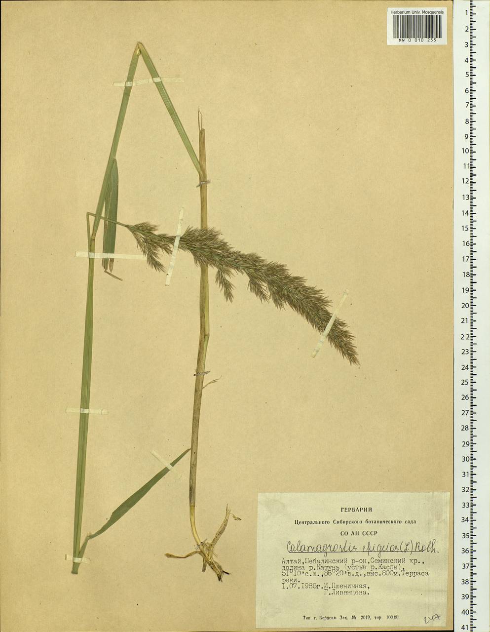 Calamagrostis epigejos (L.) Roth, Siberia, Altai & Sayany Mountains (S2) (Russia)