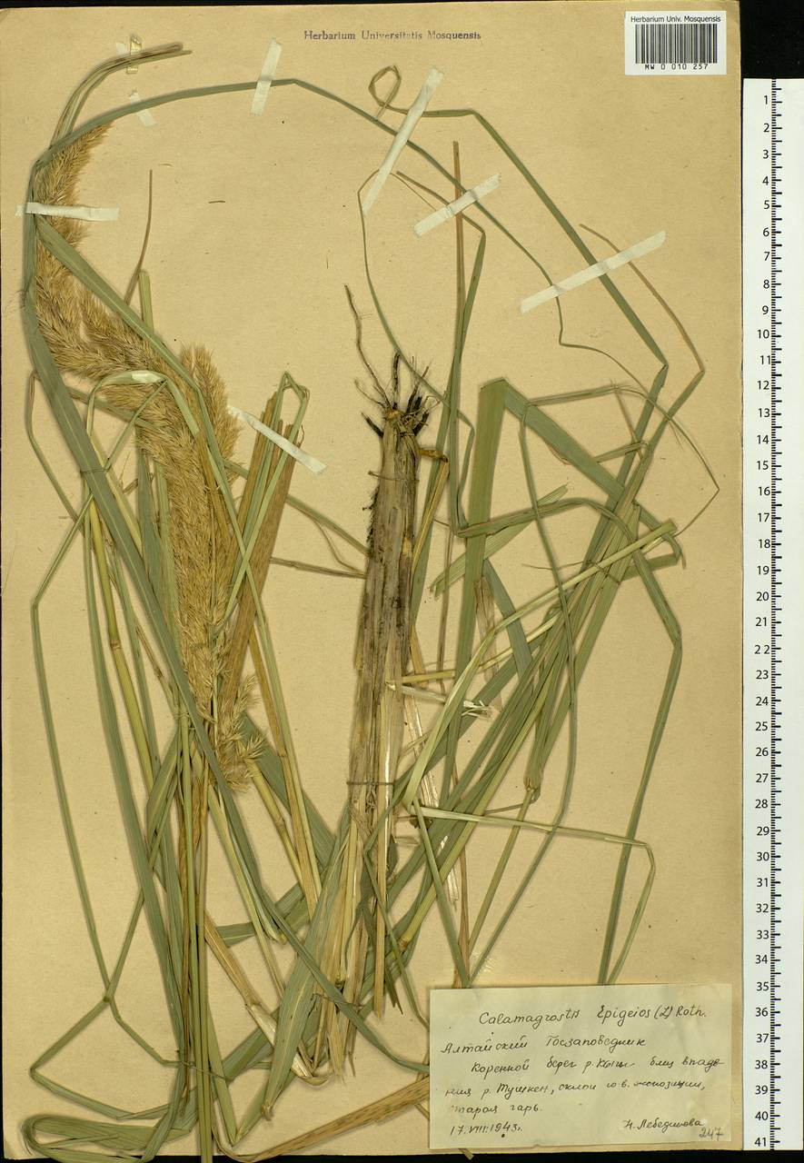 Calamagrostis epigejos (L.) Roth, Siberia, Altai & Sayany Mountains (S2) (Russia)