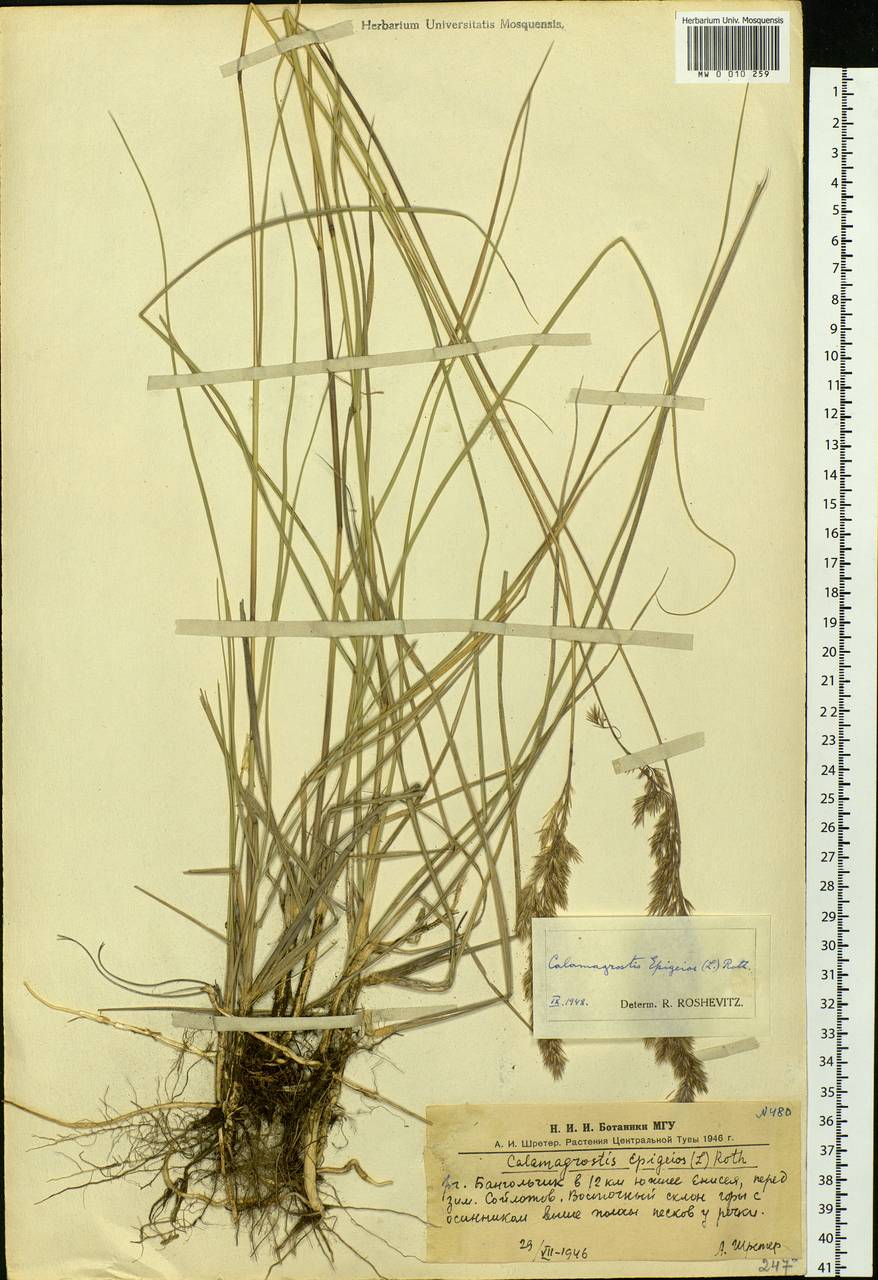 Calamagrostis epigejos (L.) Roth, Siberia, Altai & Sayany Mountains (S2) (Russia)