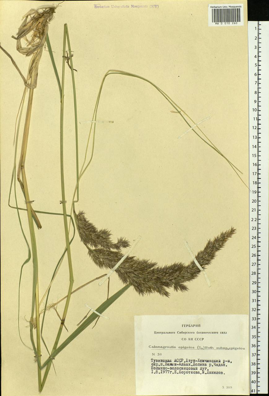 Calamagrostis epigejos (L.) Roth, Siberia, Altai & Sayany Mountains (S2) (Russia)