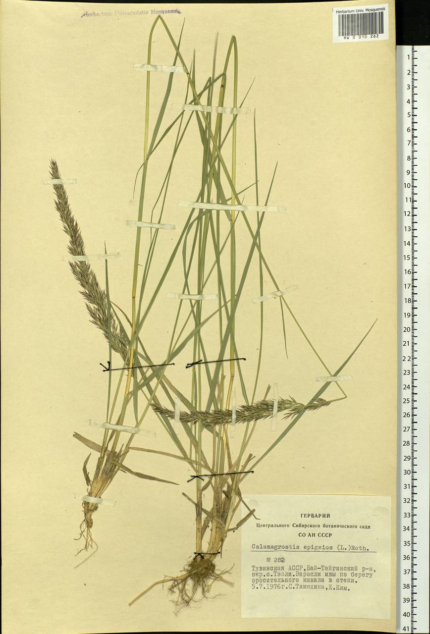 Calamagrostis epigejos (L.) Roth, Siberia, Altai & Sayany Mountains (S2) (Russia)
