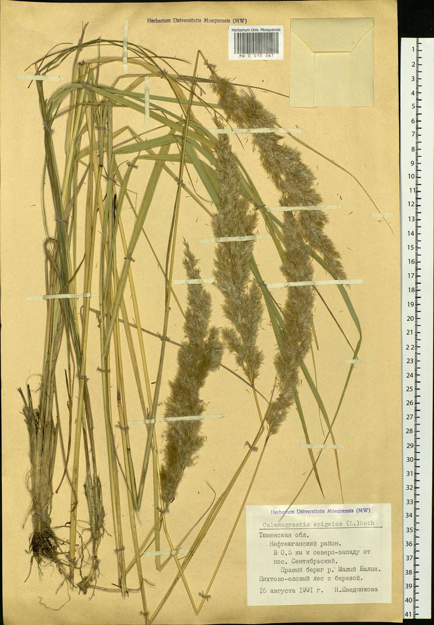 Calamagrostis epigejos (L.) Roth, Siberia, Western Siberia (S1) (Russia)