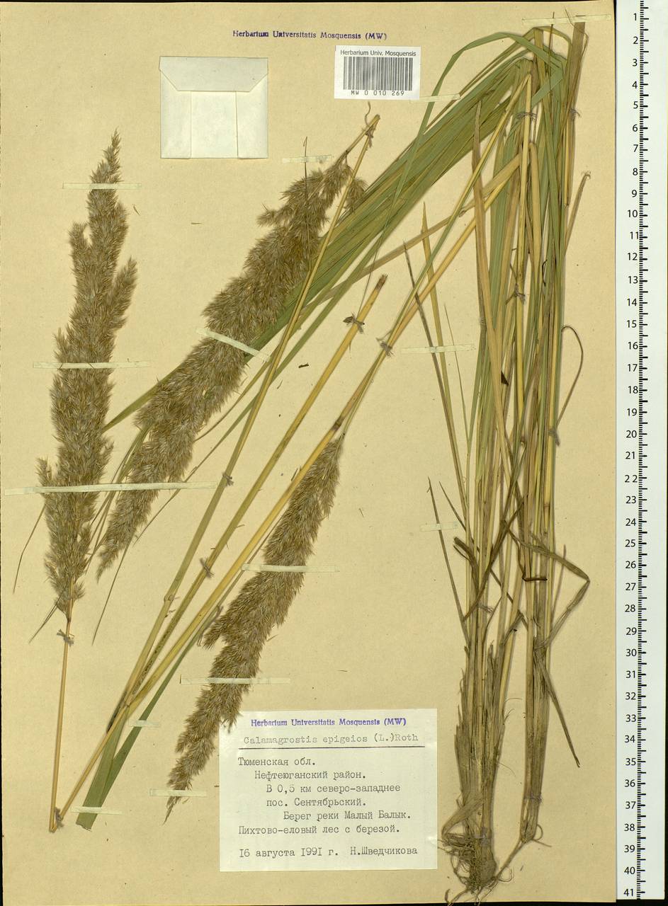 Calamagrostis epigejos (L.) Roth, Siberia, Western Siberia (S1) (Russia)