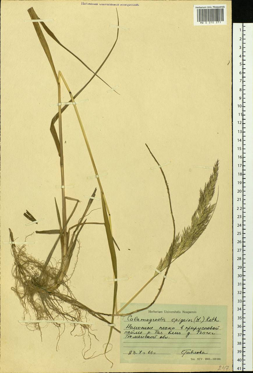 Calamagrostis epigejos (L.) Roth, Siberia, Western Siberia (S1) (Russia)