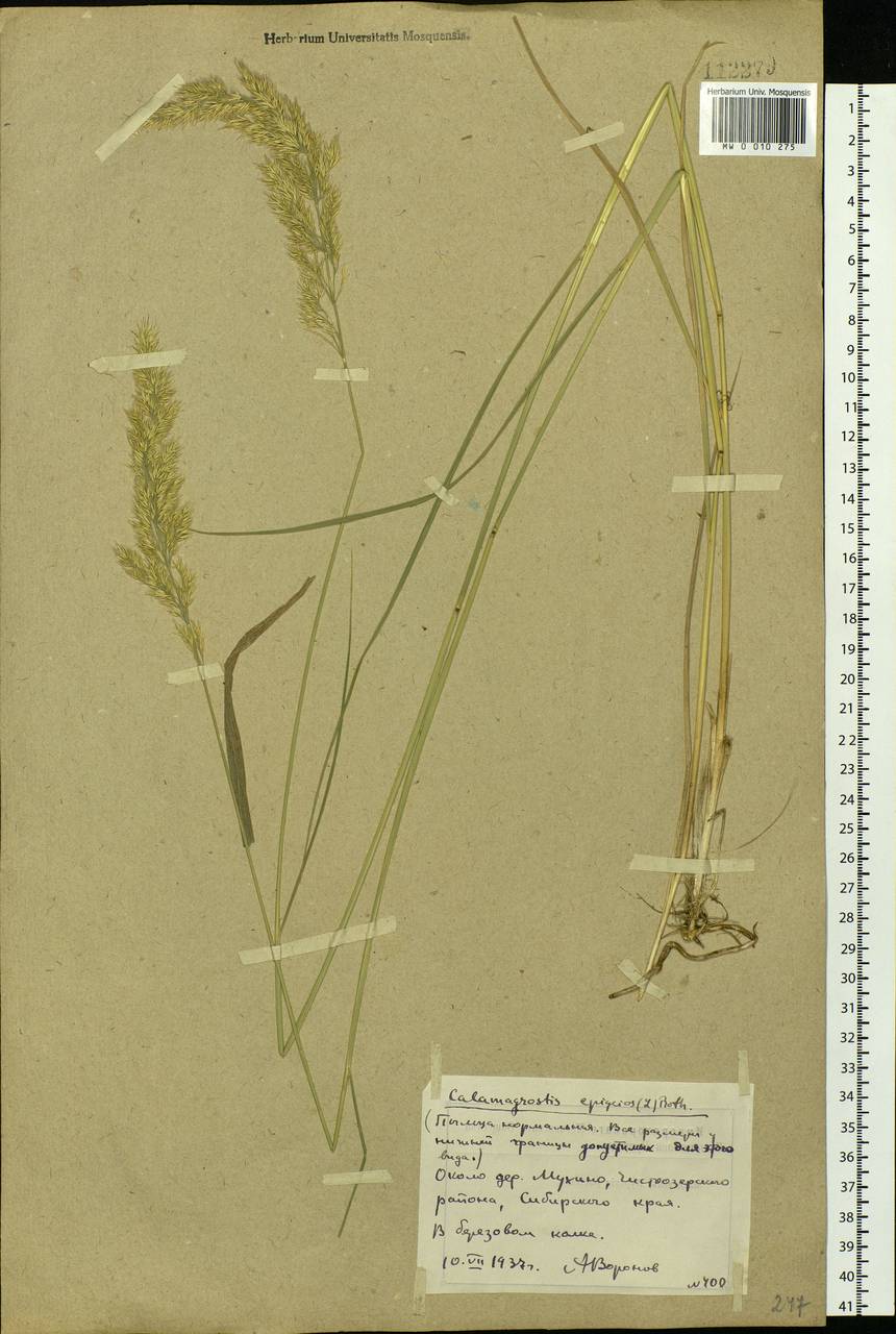Calamagrostis epigejos (L.) Roth, Siberia, Western Siberia (S1) (Russia)