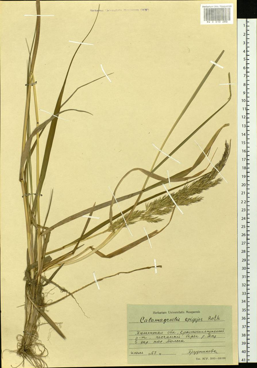 Calamagrostis epigejos (L.) Roth, Siberia, Western Siberia (S1) (Russia)