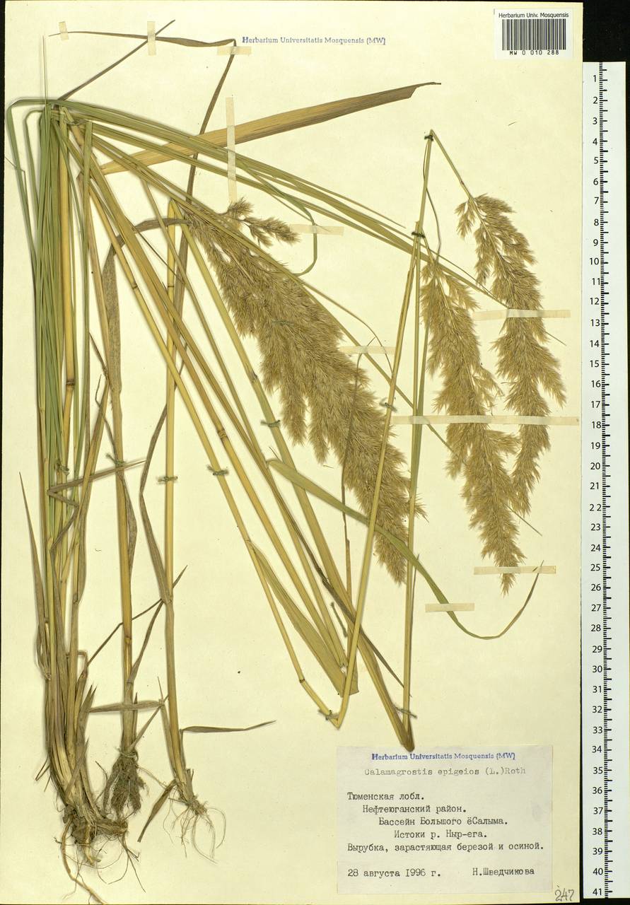 Calamagrostis epigejos (L.) Roth, Siberia, Western Siberia (S1) (Russia)